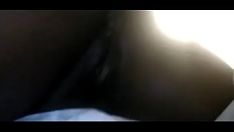 تشغيل تغذية شجرة الأبنوس كيتي القط