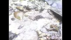 Redare Cacpasso în gormandise