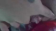 চালান জেনাস ভ্যানেসানাটস